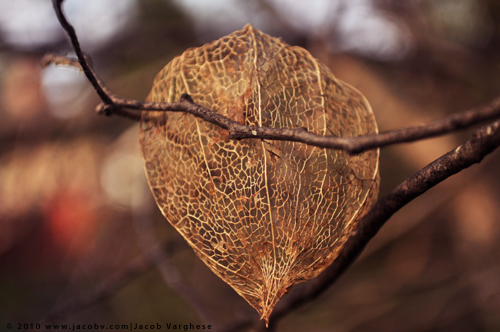 Chinese Lantern